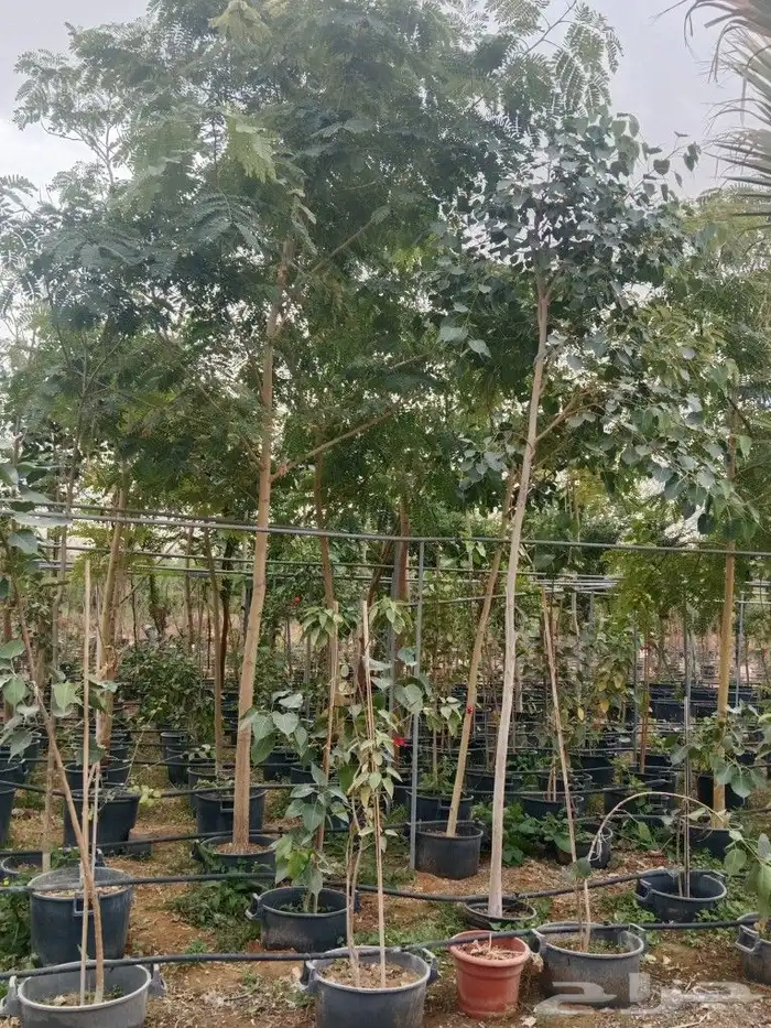 اشجار ونخيل 10