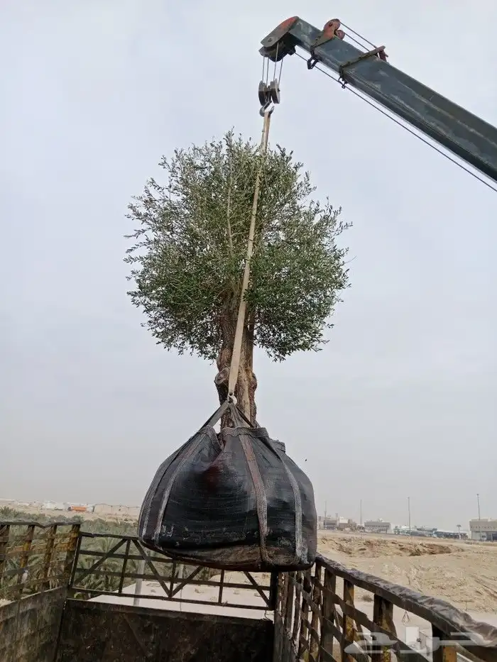 اشجار ونخيل 7