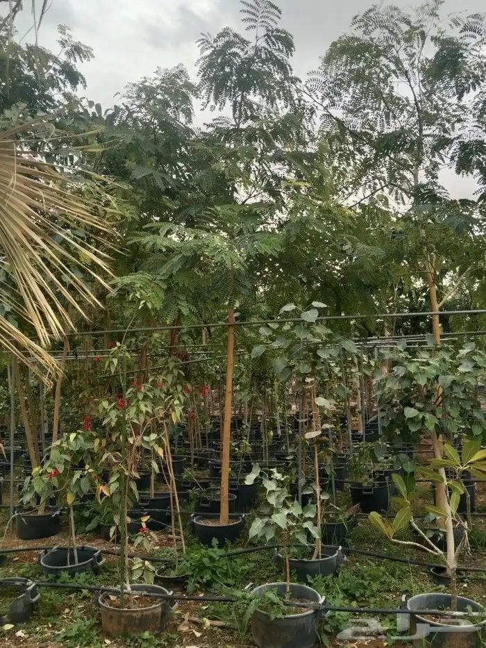 اشجار ونخيل 11