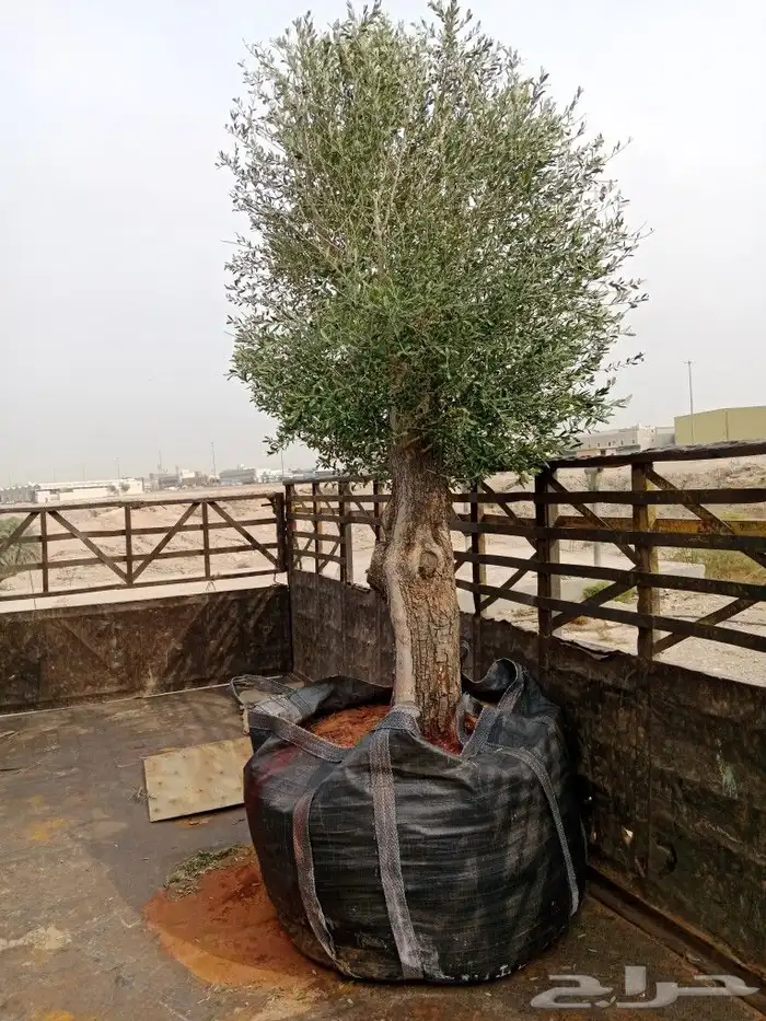 اشجار ونخيل 8