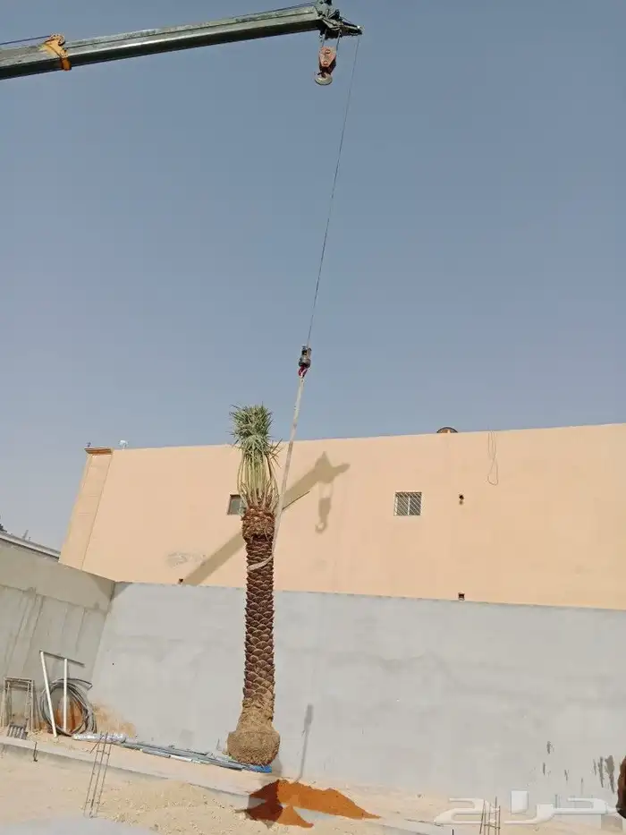 اشجار ونخيل 1