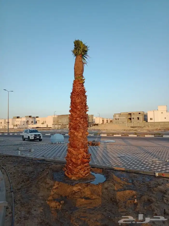 مقاولت عامه شبوك وزراعه نخيل 3