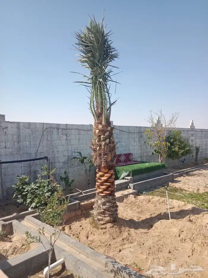 مقاولت عامه شبوك وزراعه نخيل 6