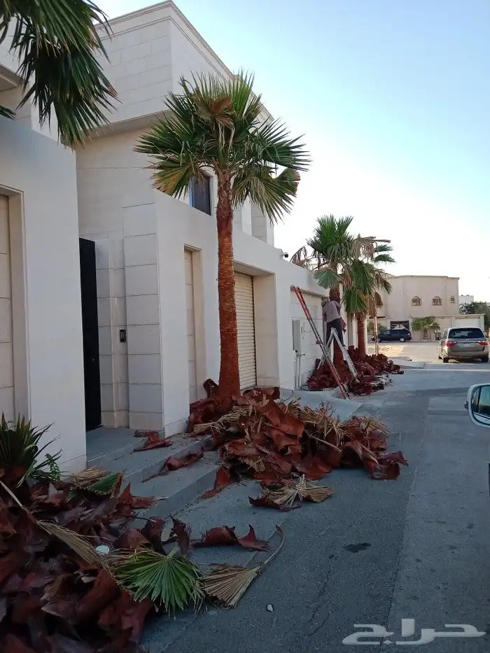 مقاولت عامه شبوك وزراعه نخيل 4