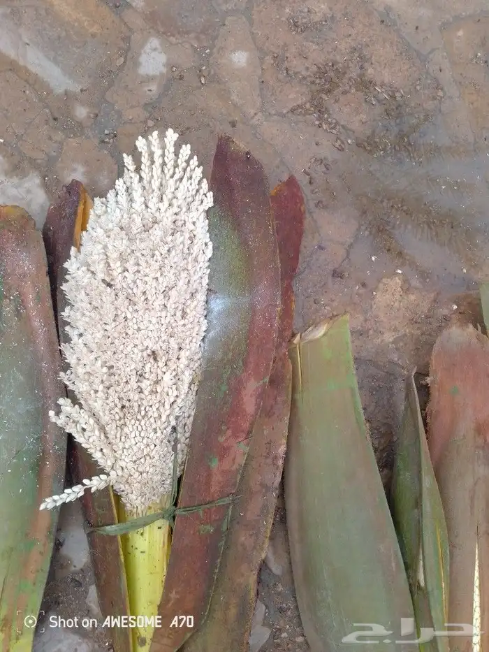 لقاح طازج جديد 0