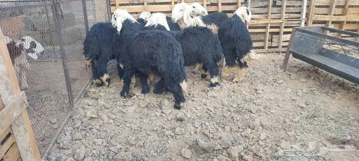 طليان حري ونجدي 4