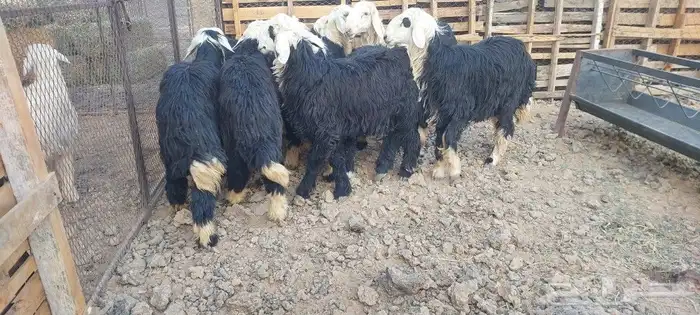 طليان حري ونجدي 5