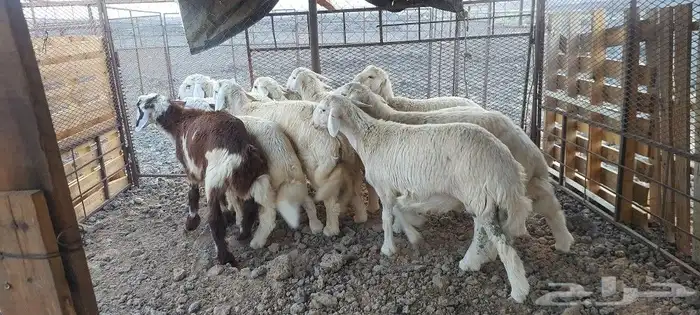 طليان حري ونجدي 1