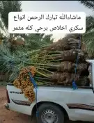 النخيل للبيع جميع انواع النخيل 2