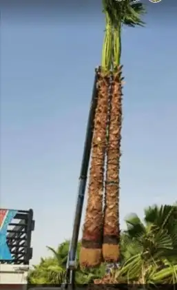 النخيل للبيع جميع انواع النخيل 3