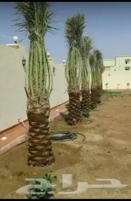 النخيل للبيع جميع انواع النخيل 7
