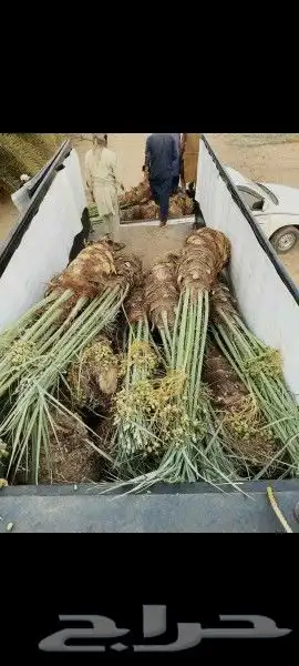 النخيل للبيع جميع انواع النخيل 6