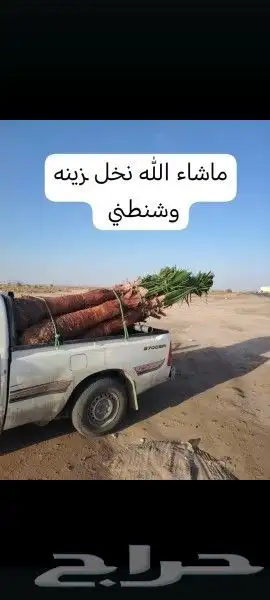 النخيل للبيع جميع انواع النخيل 1