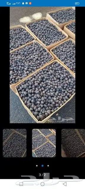 عجوة حبة طيبة ولين ب 10 ريال 4