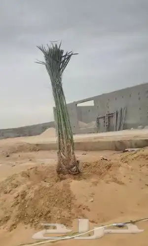 سلام عليكم ورحمه الله يوجد لدينا فراخه طيبه ومضمونه 1