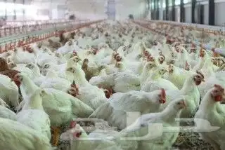 مشروع مزرعة دواجن لاحم مكونه من 32 حظيره يبحث عن شريك فيها 0