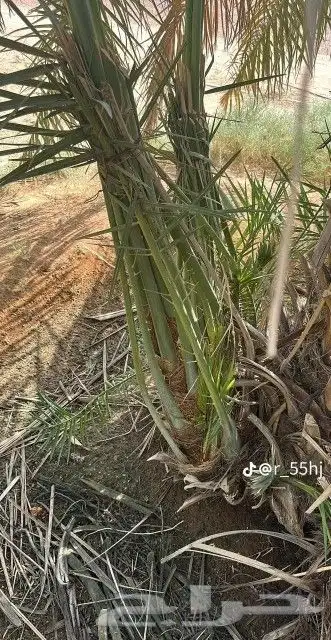 سلام عليكم ورحمه الله يوجد لدينا فراخه طيبه ومضمونه 4