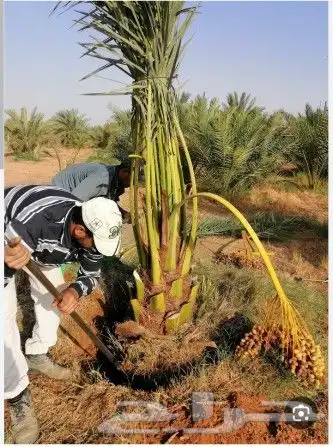 سلام عليكم ورحمه الله يوجد لدينا فراخه طيبه ومضمونه 0