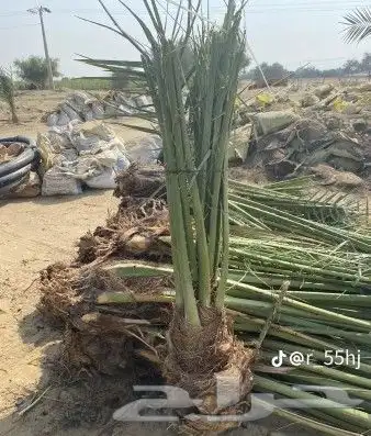 سلام عليكم ورحمه الله يوجد لدينا فراخه طيبه ومضمونه 5
