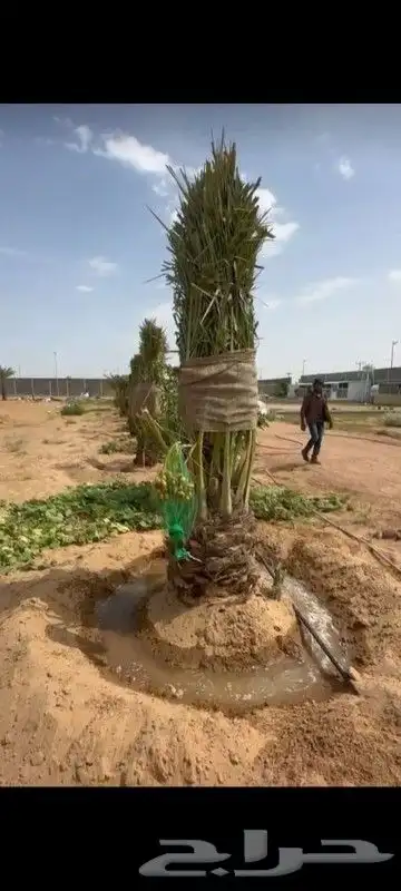 نخيل للبيع 2