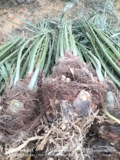 فسايل فراخه صنوات نخيل مثمرة جميع انواع 0