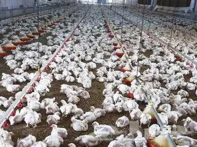 مشروع مزرعة دواجن لاحم مكونه من 32 حظيره يبحث عن شريك فيها 2