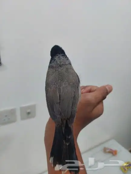 بلبل حساوي للبيع 2