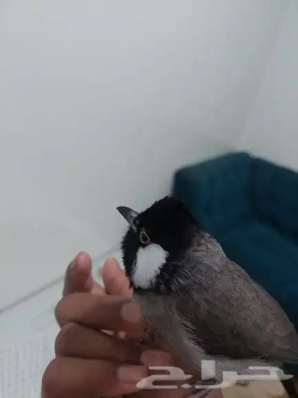 بلبل حساوي للبيع 0