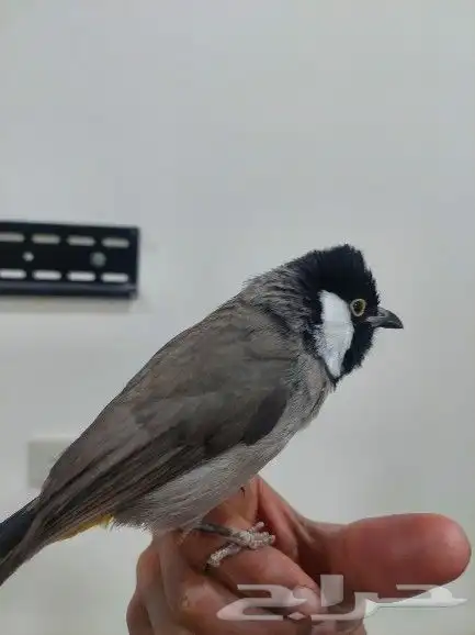 بلبل حساوي للبيع 4