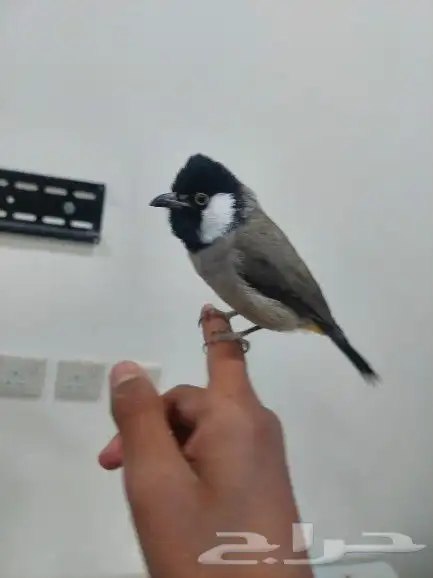 بلبل حساوي للبيع 3