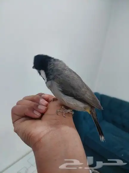 بلبل حساوي للبيع 1