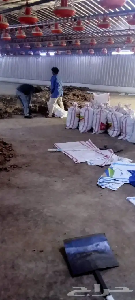 سماد دجاج لجميع انواع الزراعه 0