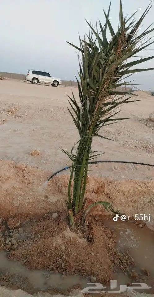 سلام عليكم ورحمه الله يوجد لدينا فراخه طيبه ومضمونه 2