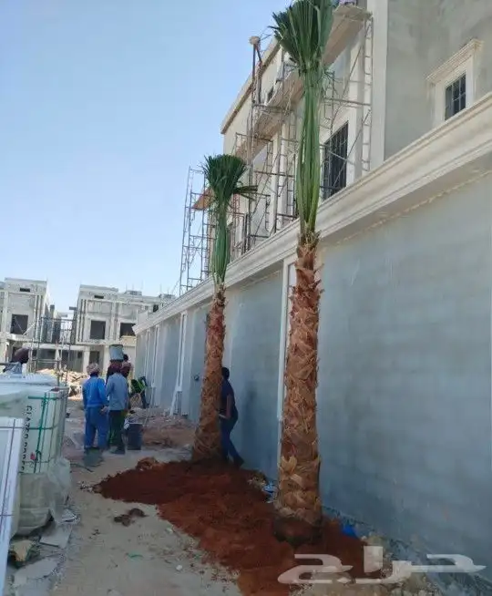 يوجد لدينا جميع انواع أنخيل الواشنطن زينه ابومروحه 2