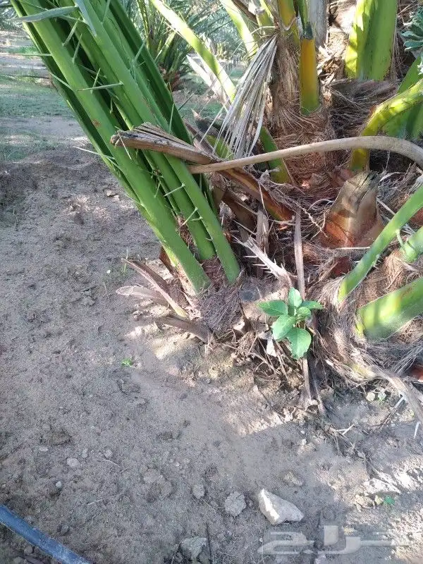 فسايل برحي اصني ودى نخيل طيبه 1