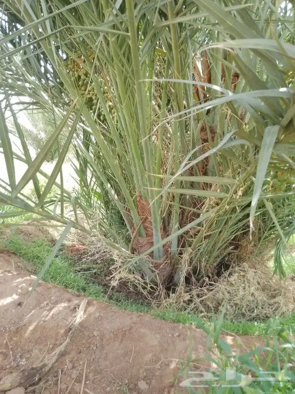 فروخ وفسايل مجدول صقعي اخلاص هلالي برحي سكري 0