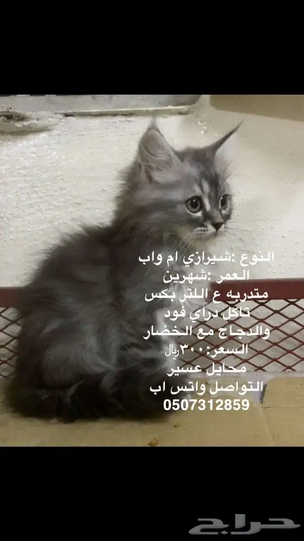 قطط 2