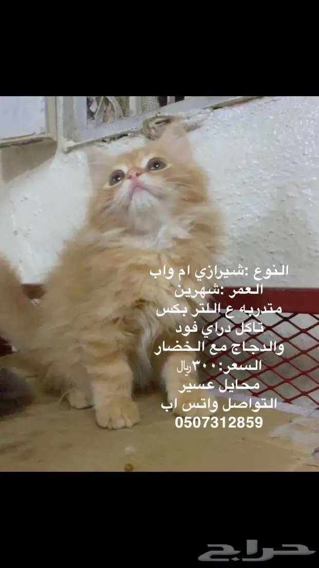 قطط 0