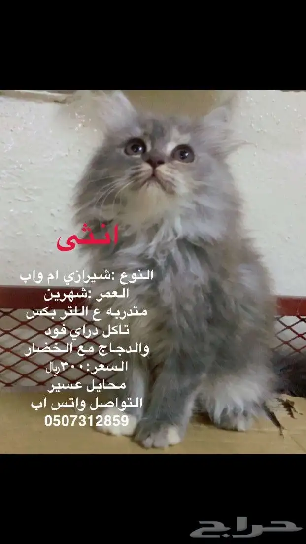قطط 1