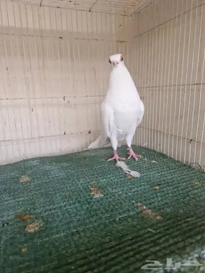 ذكر كوري ابيض 0