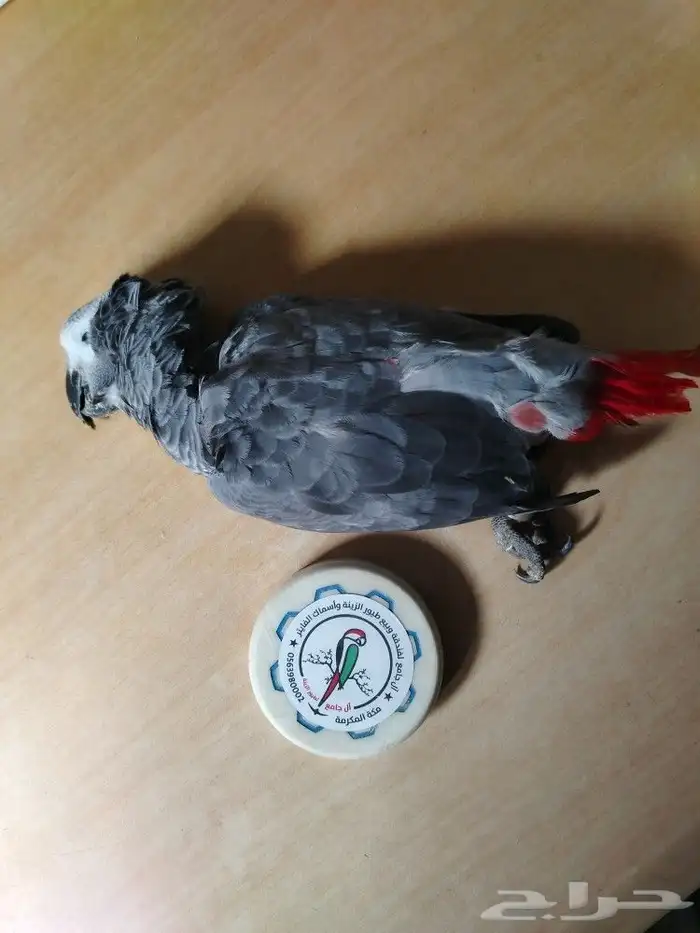 كاسكو للتحنيط 2