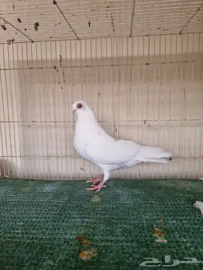 ذكر كوري ابيض 1