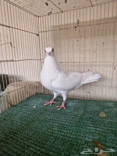 ذكر كوري ابيض 2