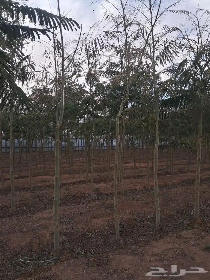 جميع اشجار الزينه والمثمره 4