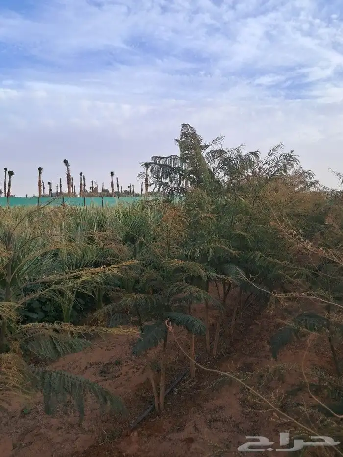 جميع اشجار الزينه والمثمره 2