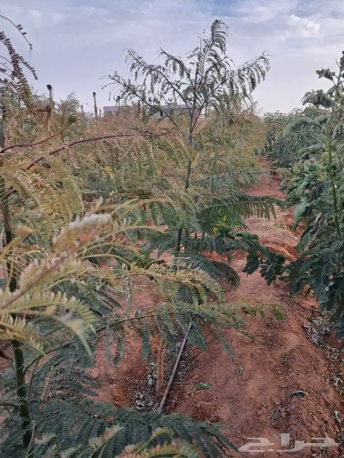 جميع اشجار الزينه والمثمره 1