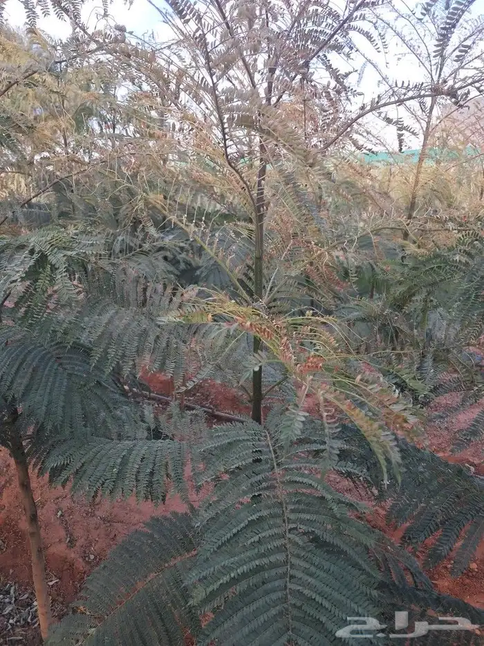 جميع اشجار الزينه والمثمره 0