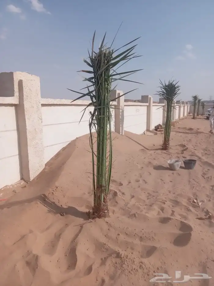 يوجد لدينا جميع انواع نخيل 1