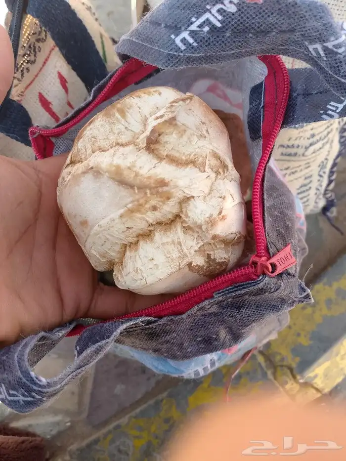 5 كيلو شرط كب كله كبير 1