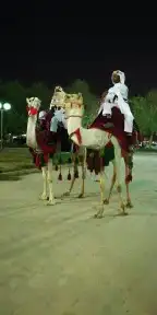 اجار جمال خيول رحول زلول راكبي بوني 5